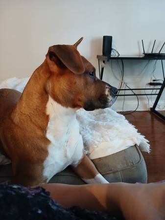 1 year old mixed breed dog 1