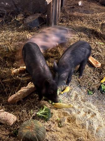 Feeder pigs/ piglets/pigs/ 1