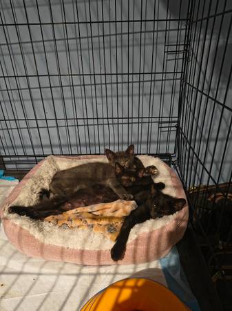 Kittens available for adoption63875423228803120