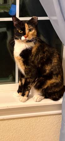 Tres gatos gratis para buen hogar/hogares (Las Cruces)63693560655617124