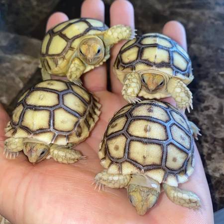 tortugas sulcata bebés $80 cada una (Houston)63859315260033120