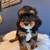 Cavapoo puppies 8 thumbnail