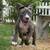 Pit bull puppies 10 thumbnail