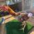 Pullet 4 thumbnail