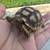 Sulcata tortoise 3 thumbnail