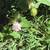 Plant Sale Sat 23 August 10:00 am to  1:00 pm 20 thumbnail