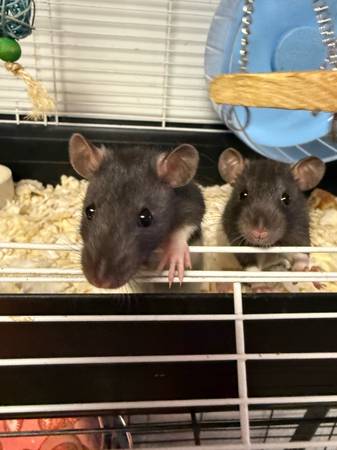 Rats (Parkville, Mo)63903108866434121