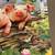 300 Large Piece (EZ-Grip) Puzzle - Three Li’l Pigs(pending) 6 thumbnail