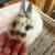 Rabbits 4 thumbnail
