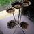 Vintage plant stands 9 thumbnail