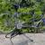 Trek T200 Tandem – Ultegra Triple – DT Swiss Hügi Hubs – Touring Ready 2 thumbnail