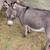 Miniature donkey 4 thumbnail