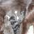 New born baby kittens 2 thumbnail