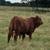 Beefmaster/Brangus bull calf 1 thumbnail