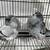 Pigeons 1 thumbnail