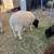 borregos sheep 5 thumbnail
