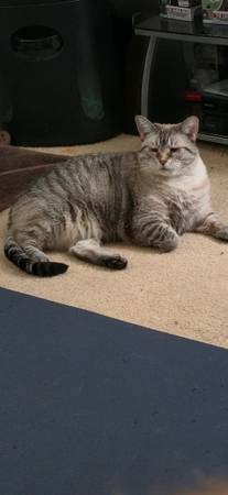 rehome female cat (hawks praire)63684471277827120
