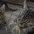 Rehoming Kittens 6 thumbnail