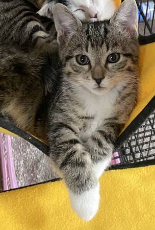 Two kittens ready to adopt (females)63913719237634120