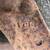 Vintage Heavy Cast Iron LOUDEN SENIOR Barn Hay Trolley Farm Primitive 2 thumbnail