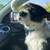 Pitbull Terrier 10 thumbnail