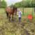 8yr old registered gelding quarter horse for sale 3 thumbnail