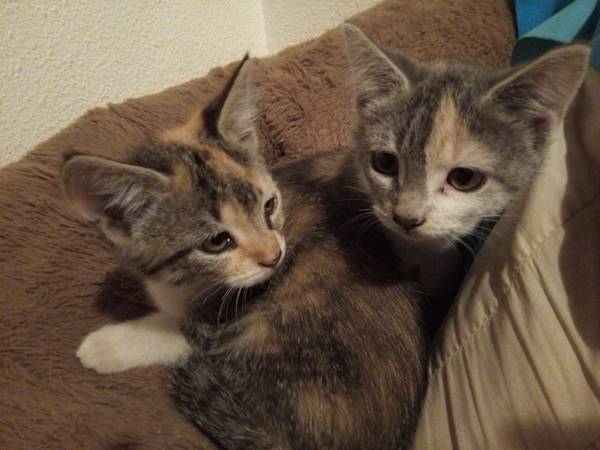 Calico kittens (Graham)63942501506306120