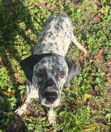 Dalmatian63671518750083121