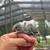 Flighted & baby parakeets 7 thumbnail