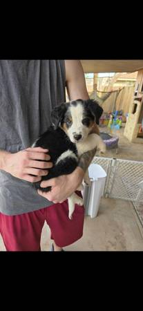 Aussie mix (Phoenix)64048128789123120