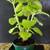 Oregano plants herbs live thick large leaves cooking 1 thumbnail