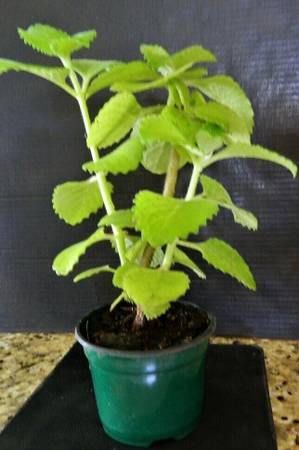 Oregano plants herbs live thick large leaves cooking 1