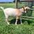 Nigerian Dwarf Doe 2 thumbnail