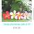 Wedding Hair Accessories Hawaiian Hair Flowers 21 thumbnail
