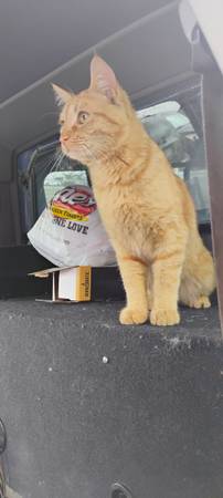 If anybody sees my cat he's a boy please let me know (Denver)64145642798979121