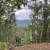 Tree work 12 thumbnail