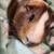 FREE guinea pigs! Need home ASAP! 6 thumbnail