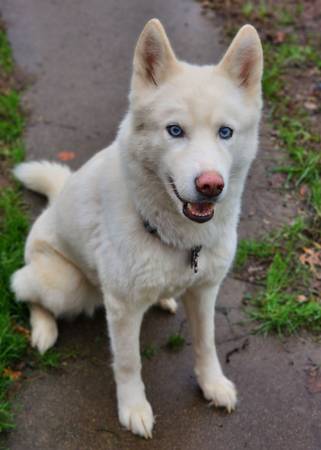 Female Siberian Husky (Carmichael)63881395664257122
