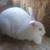 Rabbits and Hutches 1 thumbnail