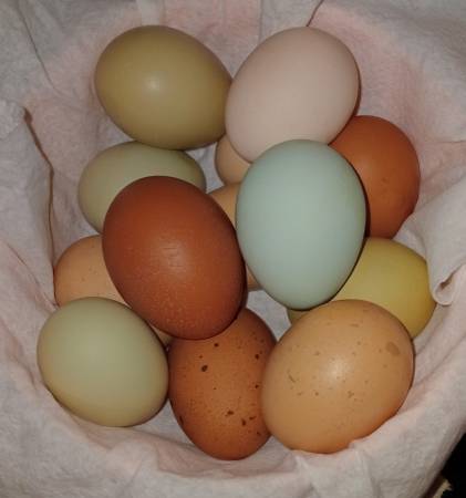 Hatching eggs and chicks 1