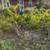 DKB LAWN CARE SERVICE & LANDSCAPING 10 thumbnail