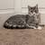 Kittens Available 7 thumbnail