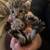 Savannah kittens (rehoming fee varies) 2 thumbnail