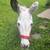 Mini Jack - farm & garden - by owner - sale - craigslist