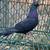 High Flying Tippler Pigeons - $15 (Kingsville) 21 thumbnail