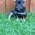 Blue and tan French bulldog Fluffy carrier male 2 thumbnail