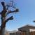 Rumaldo’s landscaping tree trimming tree removal 8 thumbnail