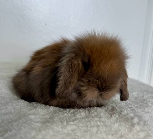 Holland lop and holland lop/teddywidder mix bunny rabbits (Aurora)63921243773443121