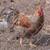 young laying hens 9 thumbnail