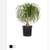 Ponytail Palm 2 thumbnail
